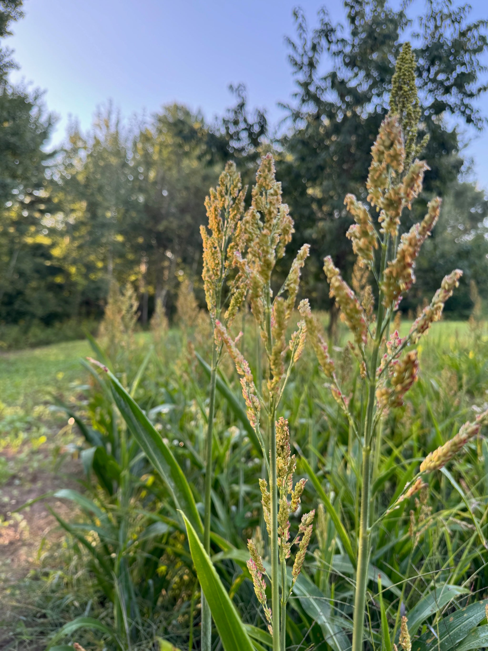 milo pro herbicide Milo Food Plot Seed