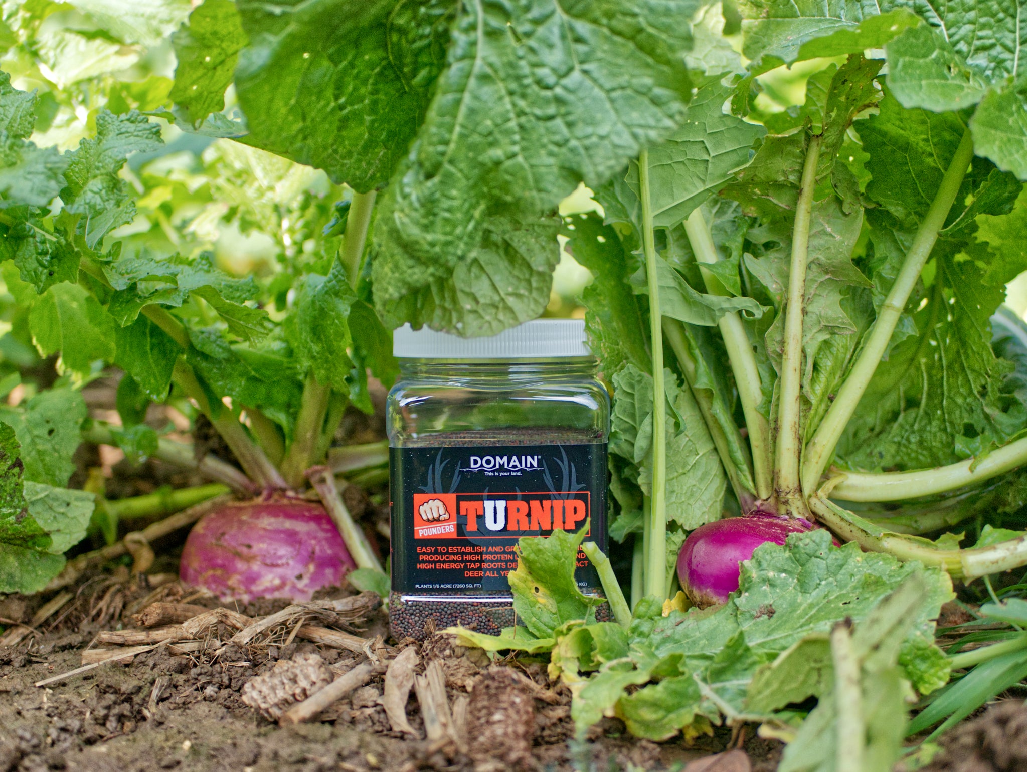 plant turnips from seed Domain Pounder – Turnip Food Plot Seed