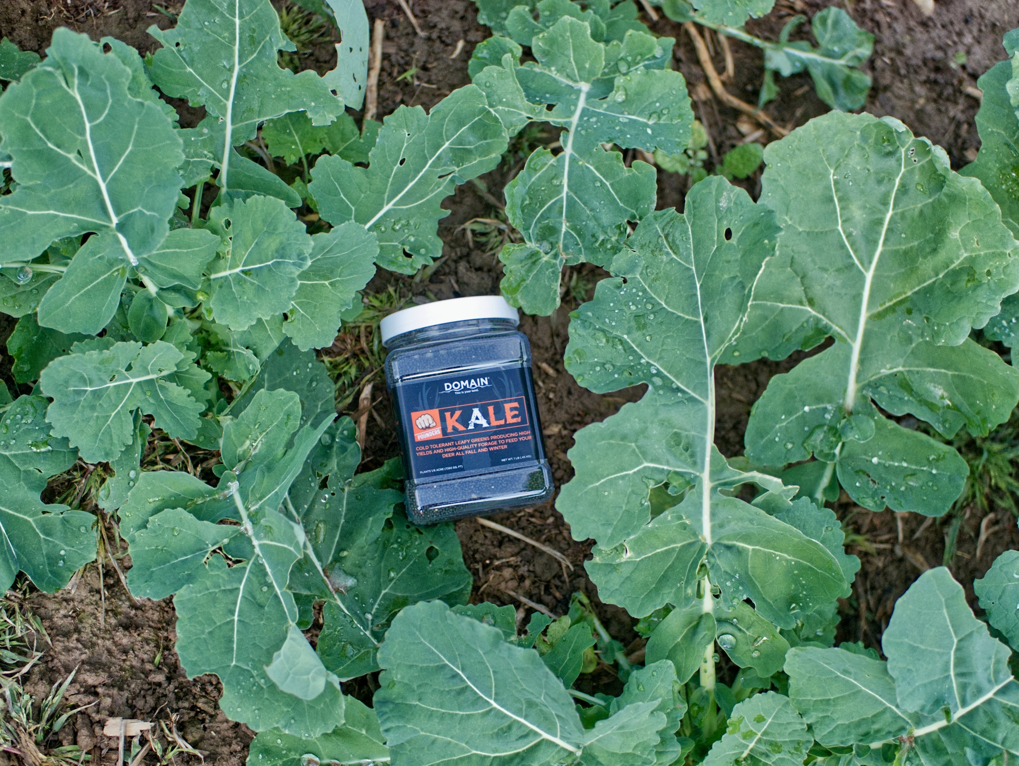 Kale