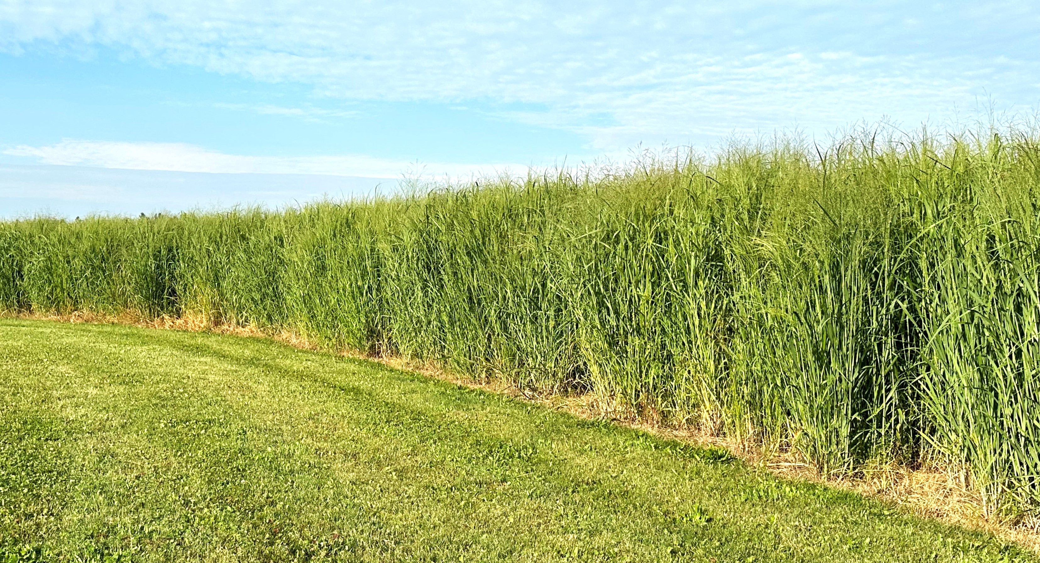 RC Big Rock Switchgrass Food Plot Seed - Domain Outdoor