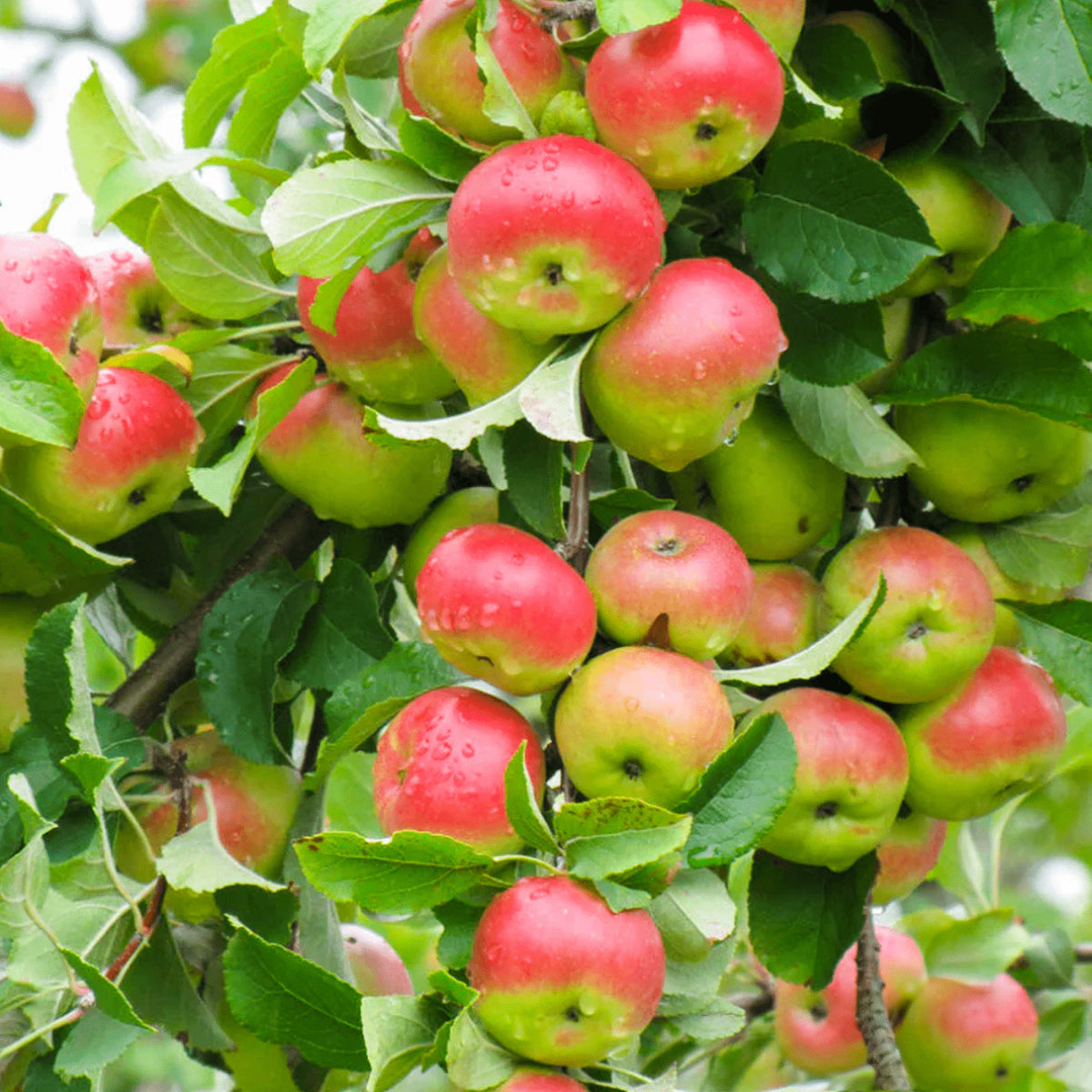 Pink Lady Apple