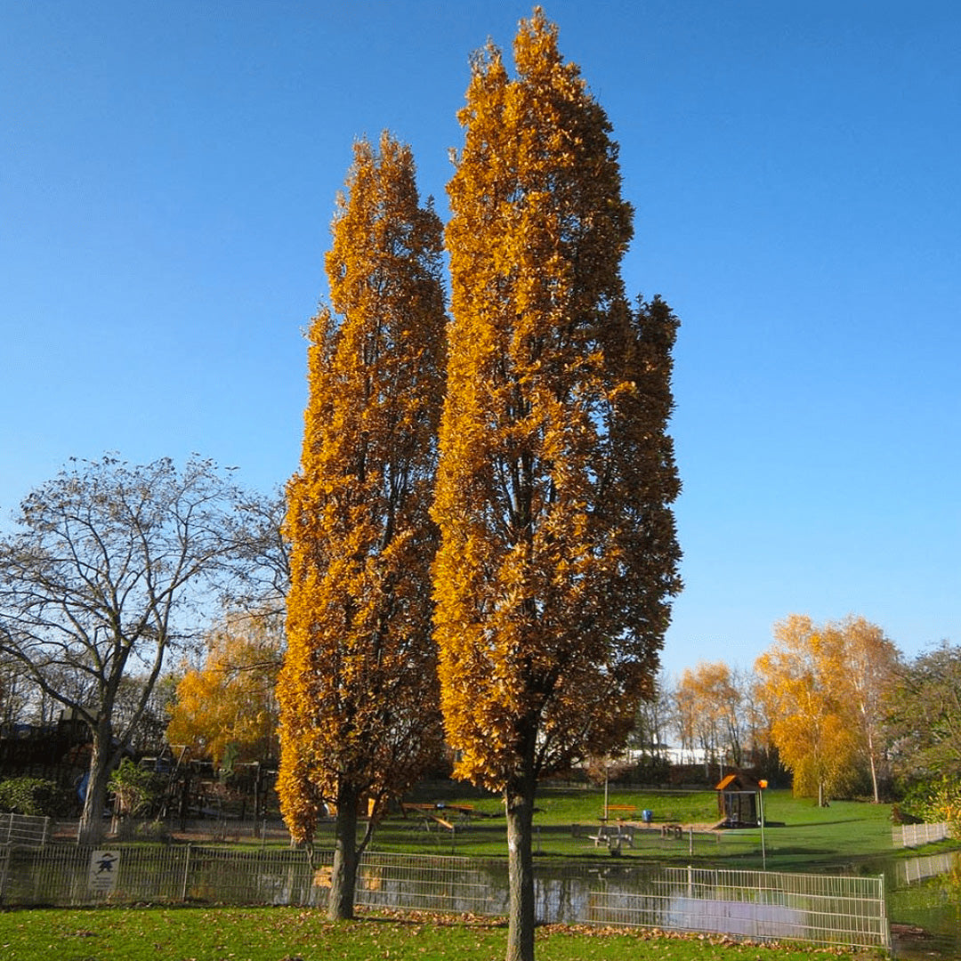 English Fastigate Hybrid Oak