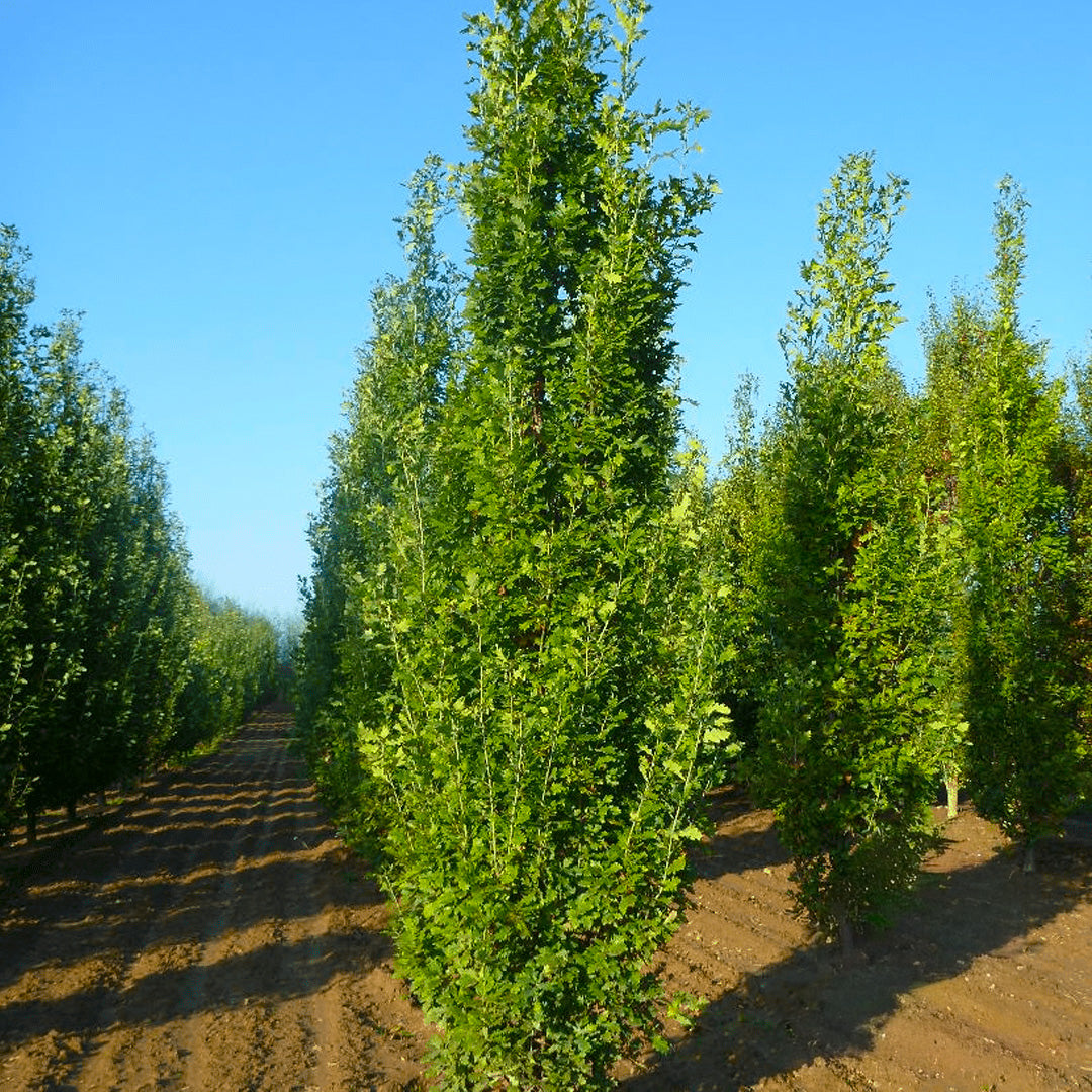English Fastigate Hybrid Oak