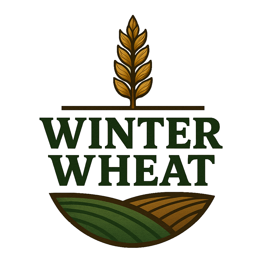 WINTER WHEAT