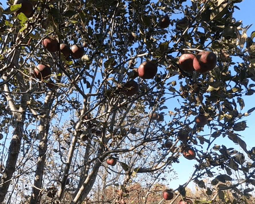 Arkansas Black Apple