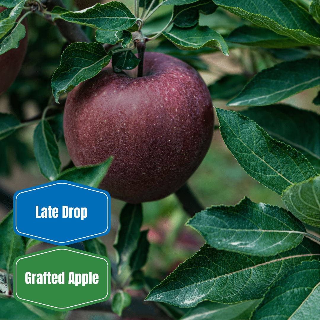 Arkansas Black Apple