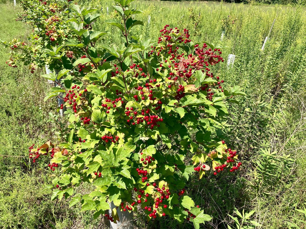 Highbush Cranberry