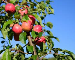 Chestnut Crabapple