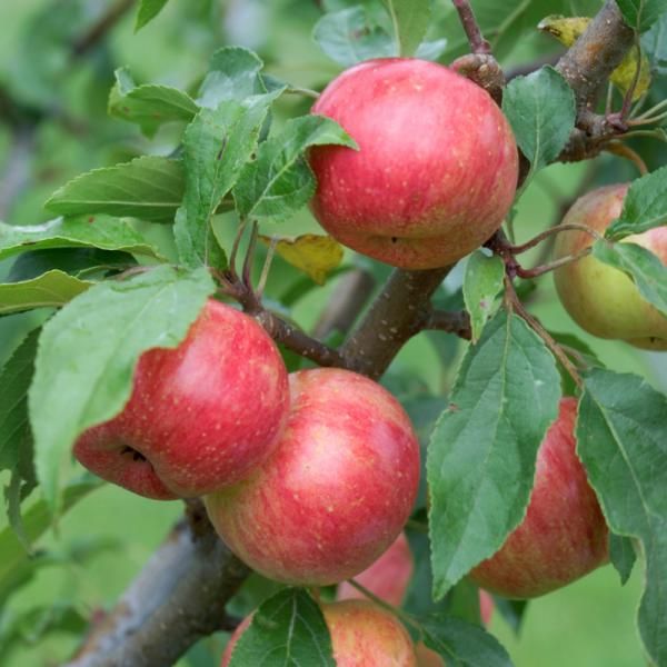 Chestnut Crabapple