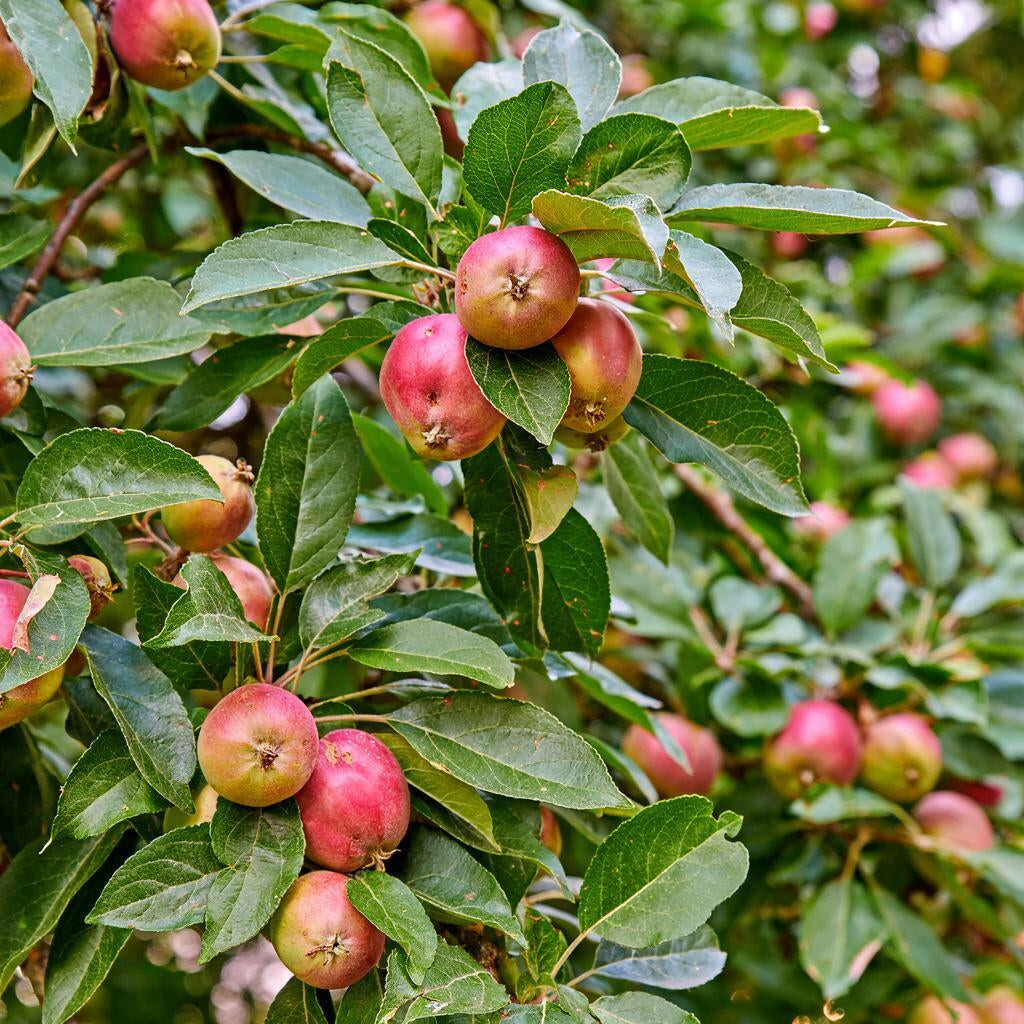 Chestnut Crabapple