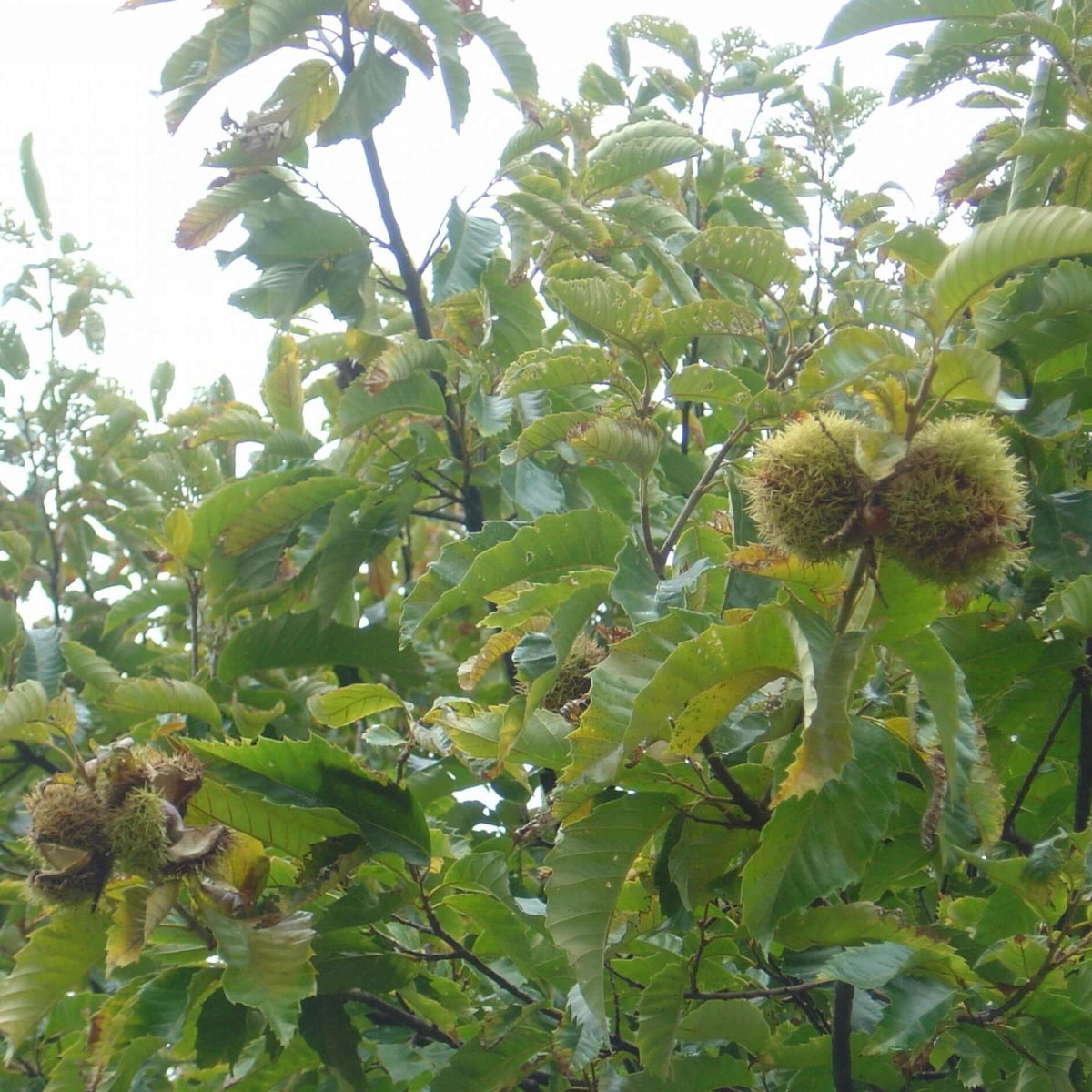 Chinese Chestnut