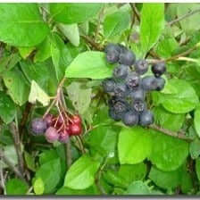 Chokeberry