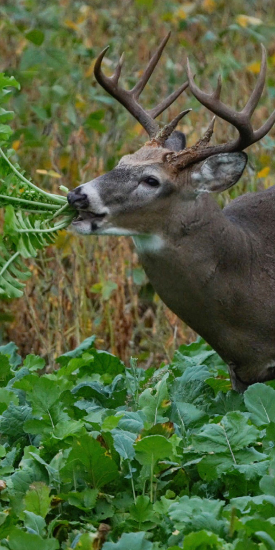 Deer eating Big Sexy - Home Grown OUtfitters