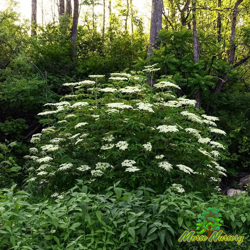 Elderberry