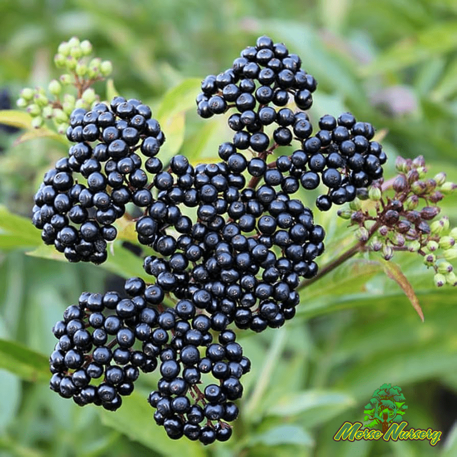 Elderberry