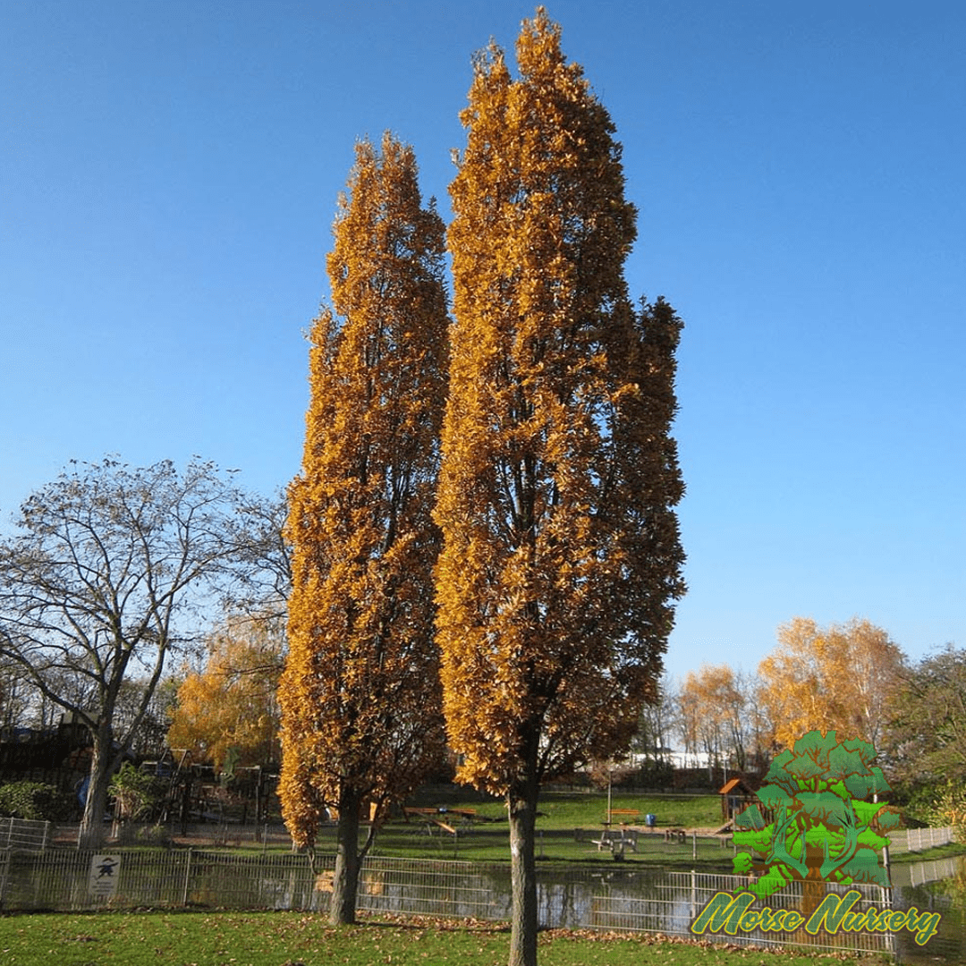 English Fastigate Hybrid Oak