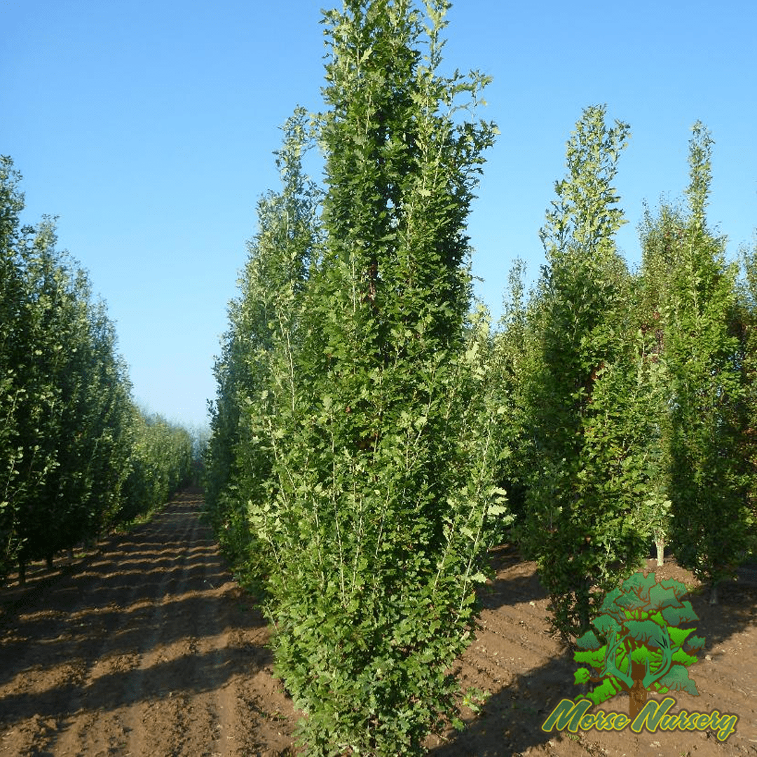 English Fastigate Hybrid Oak