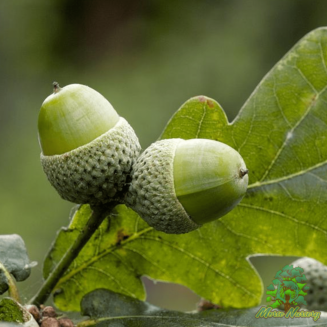 English Wide Hybrid Oak
