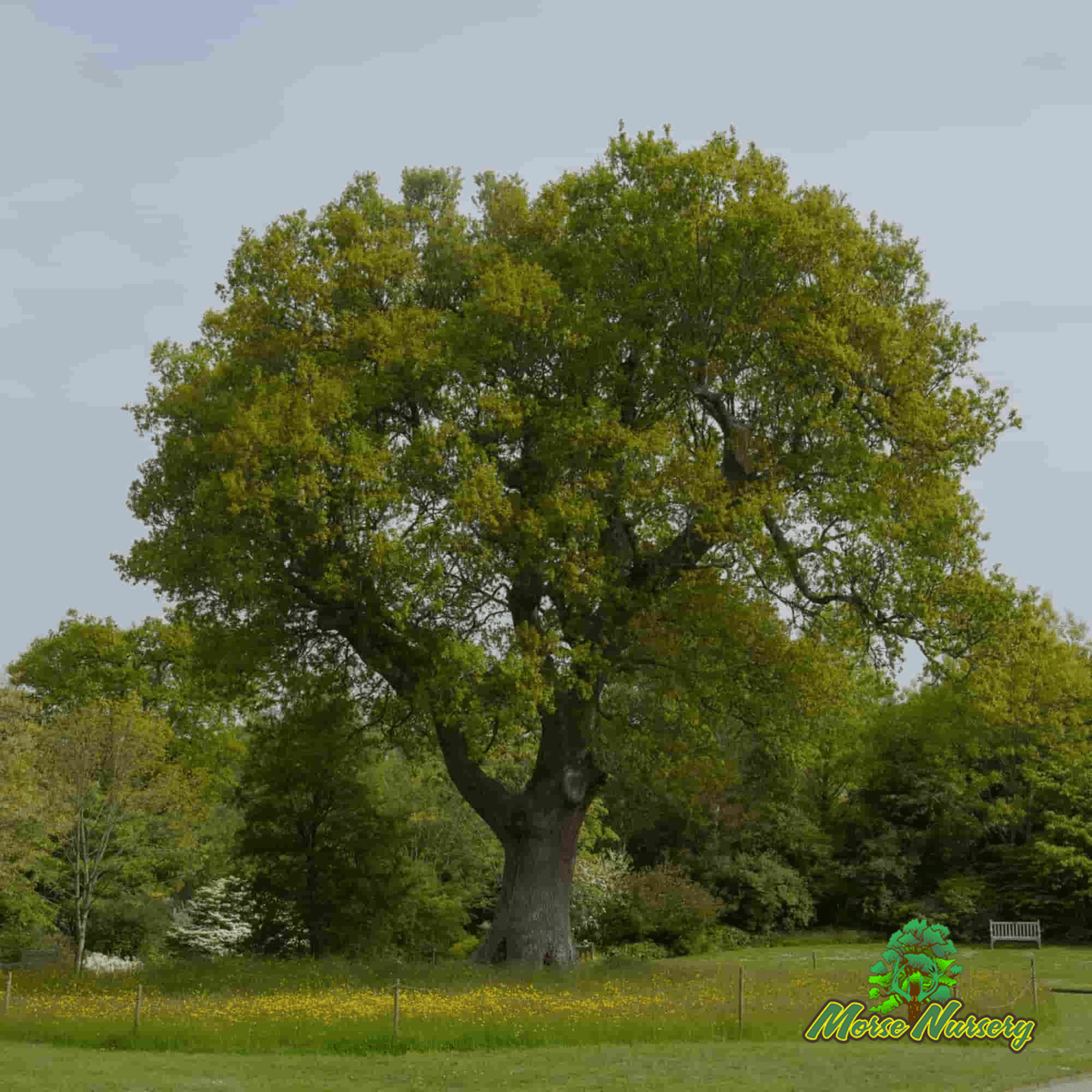 English Wide Hybrid Oak