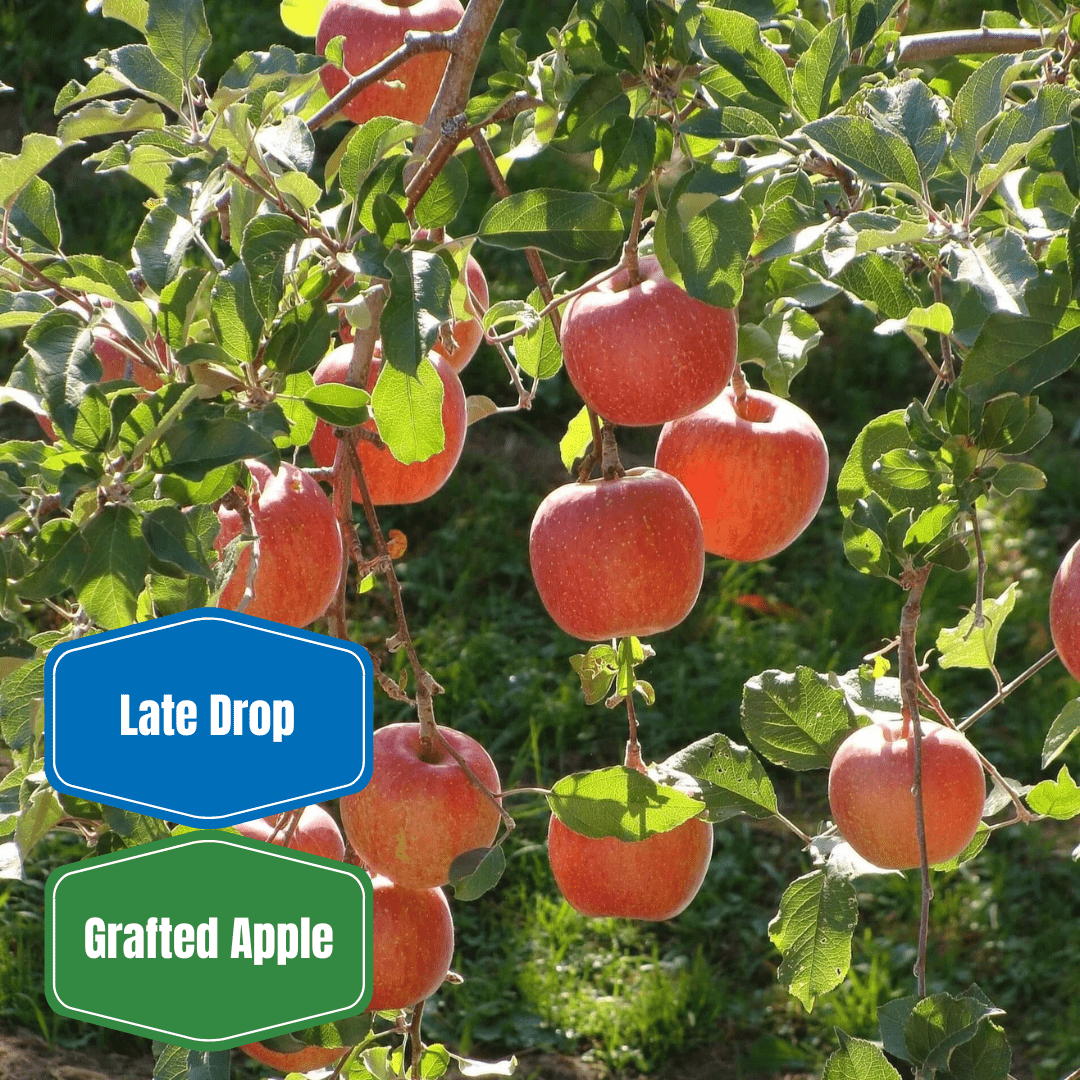 Fuji Apple