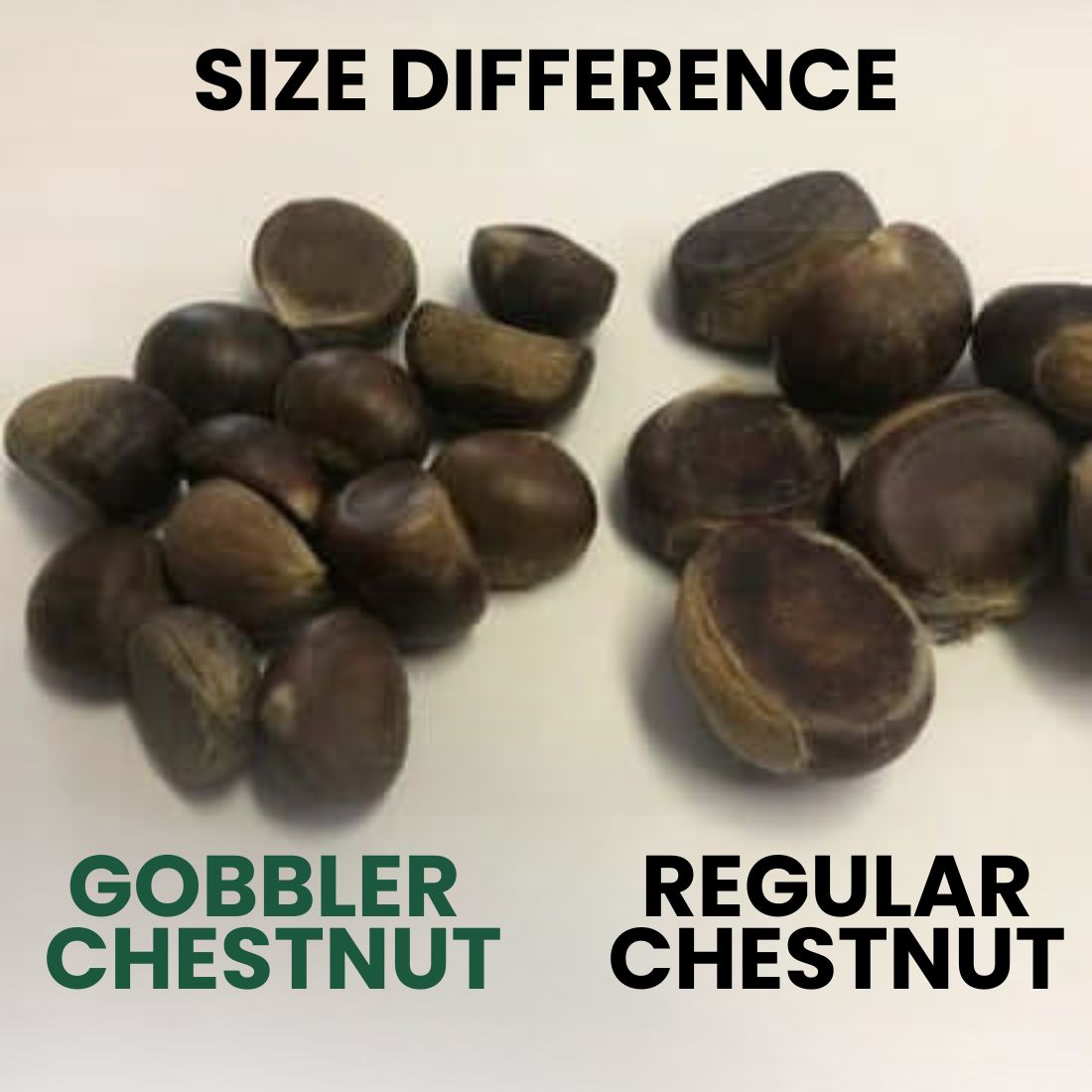 Gobbler Chestnut