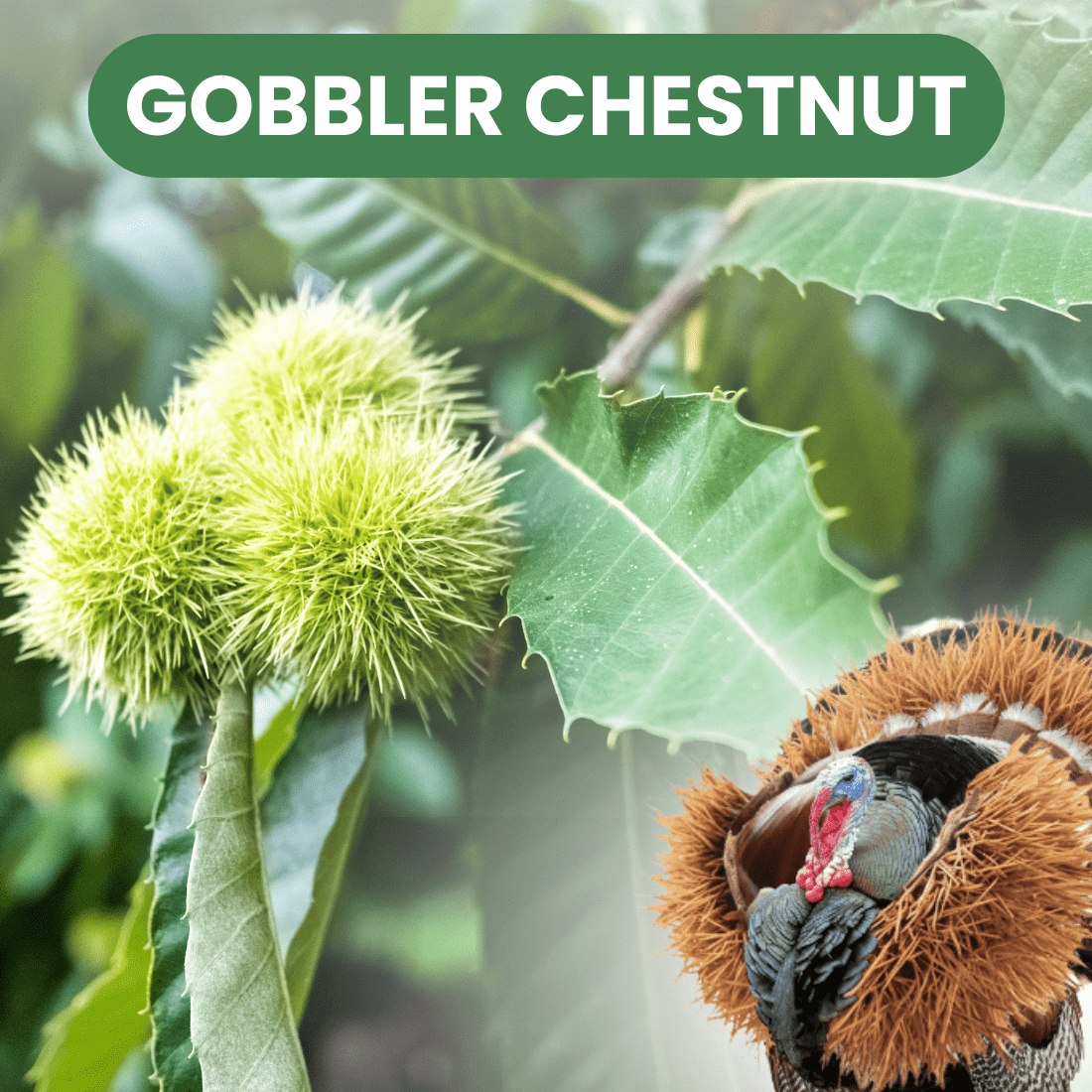 Gobbler Chestnut
