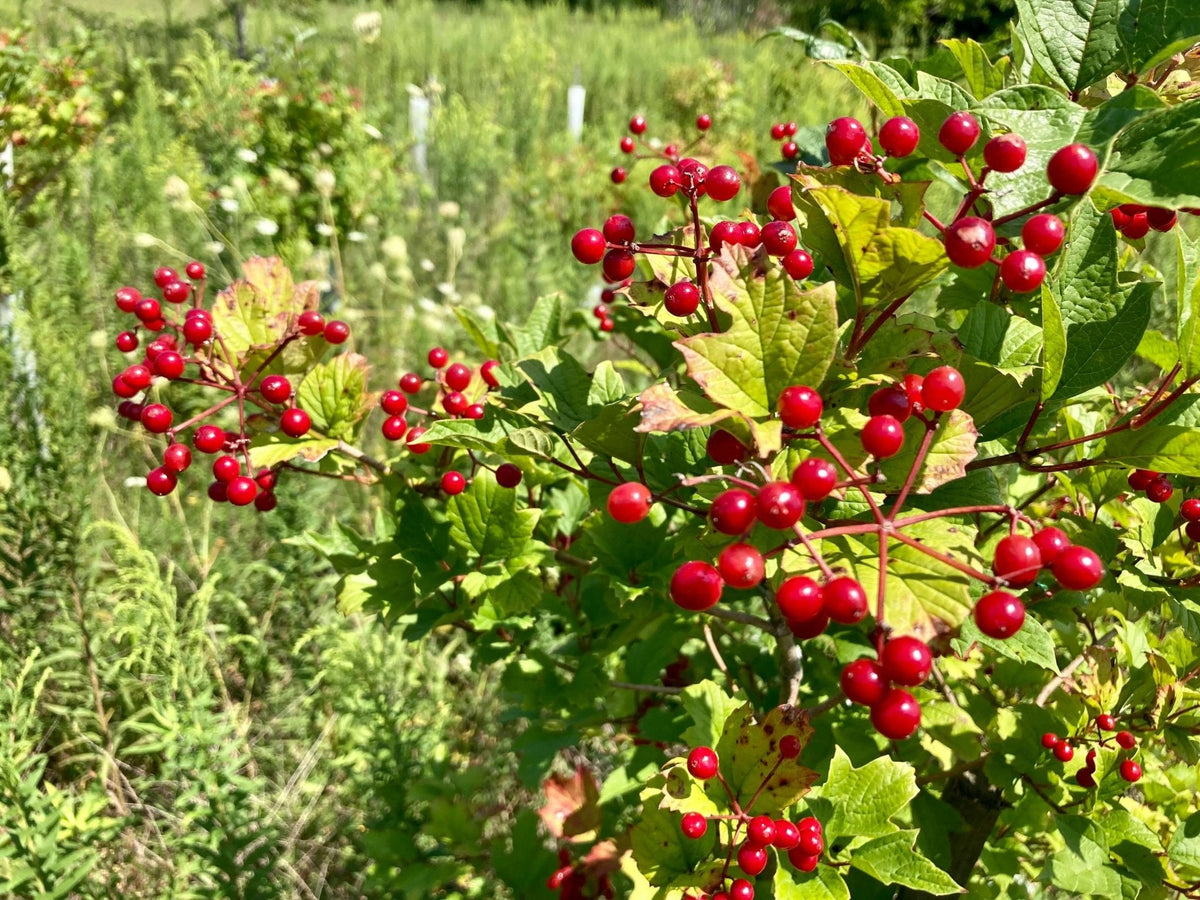 Highbush Cranberry