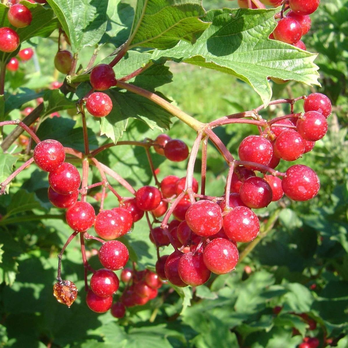 Highbush Cranberry
