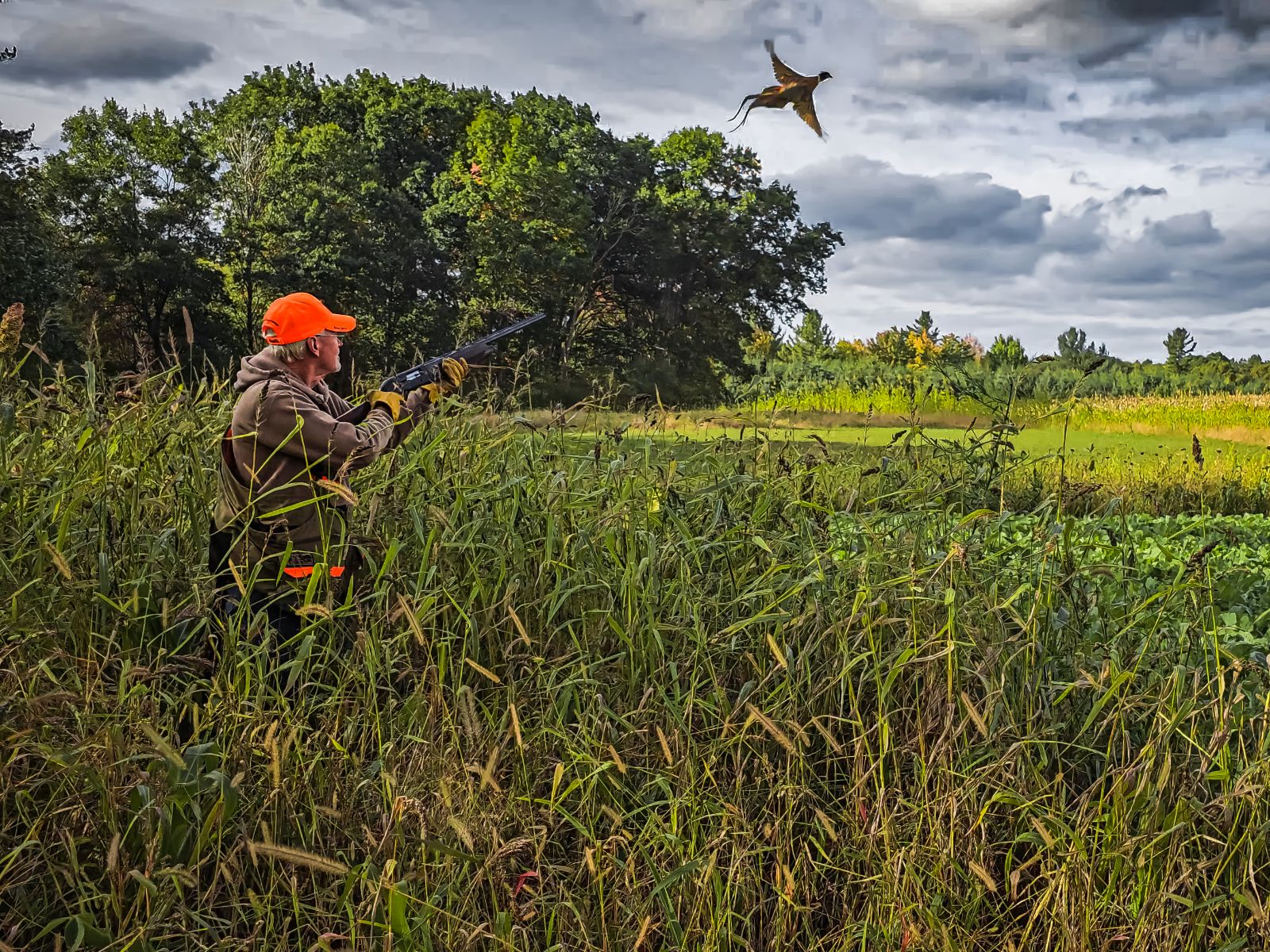 planting bird seed for food plots Dirty Bird™ Food Plot Seed