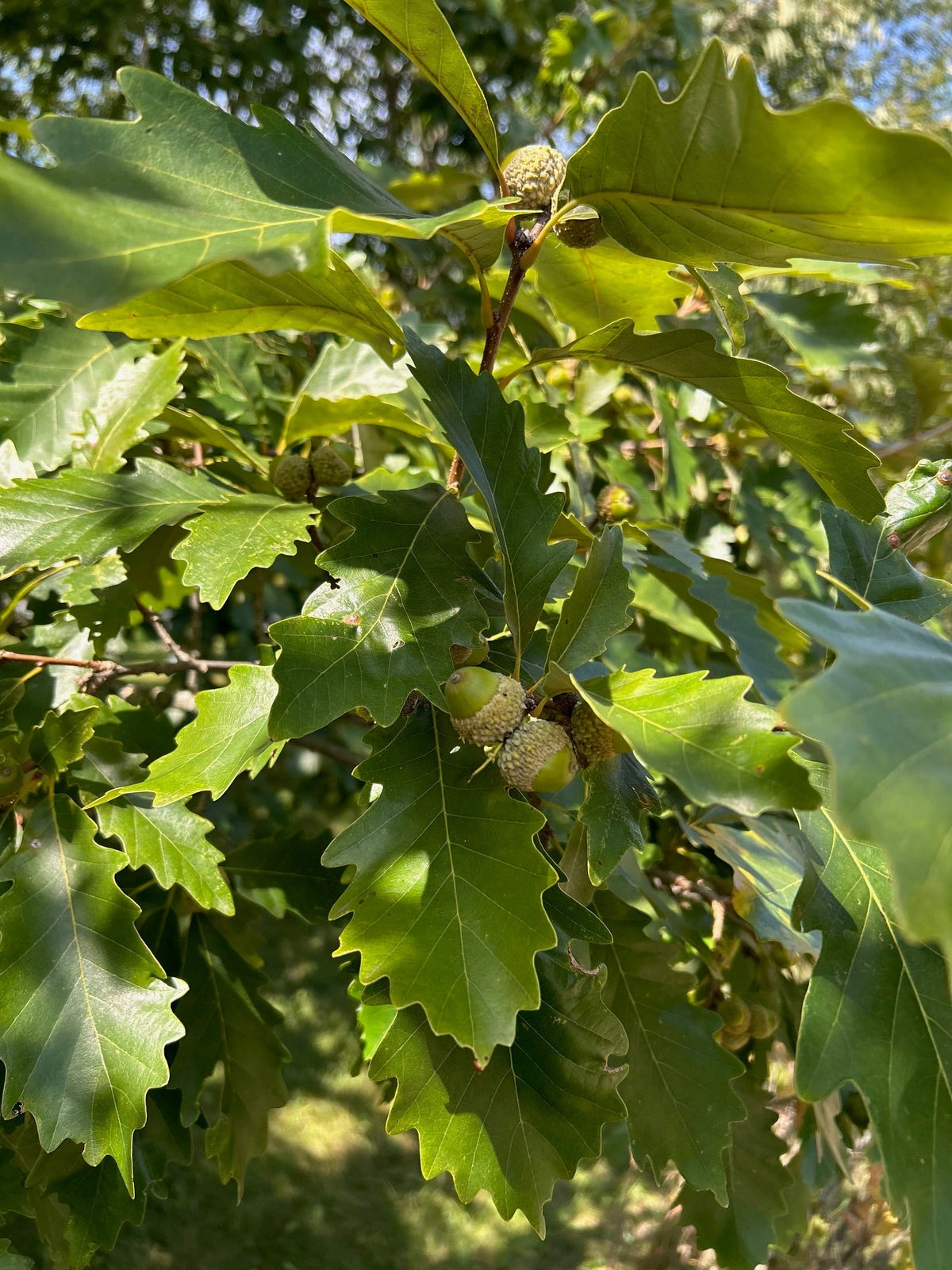 Jack Hybrid Oak (Quercus jackiana)