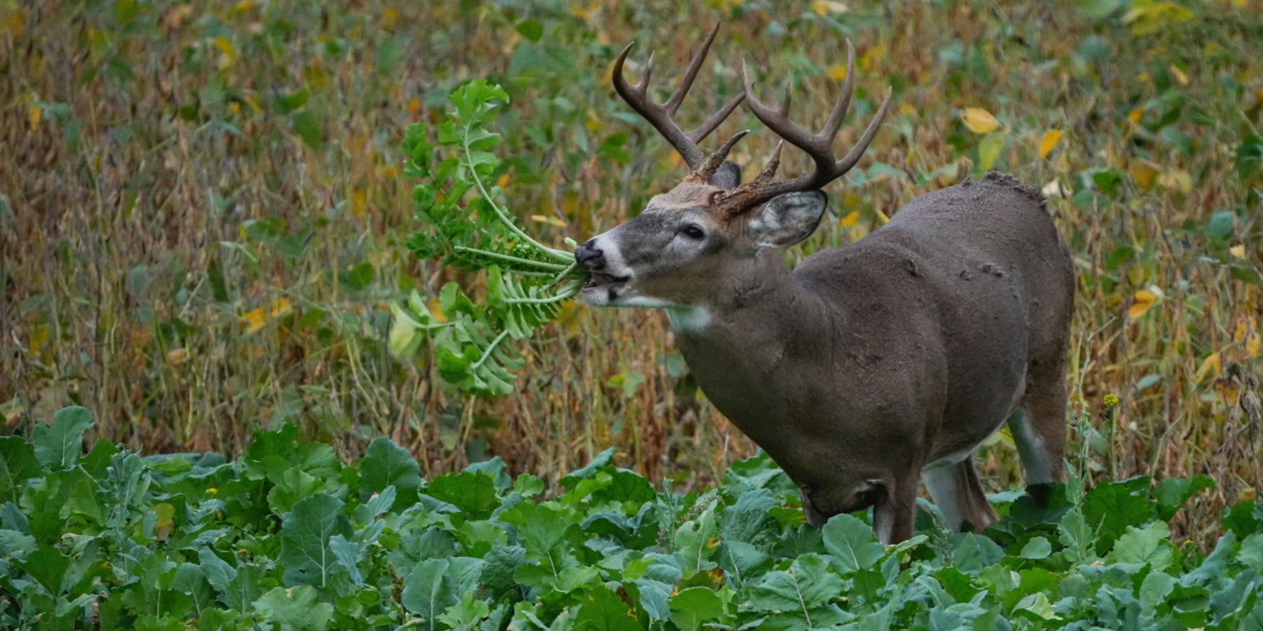 Domain Outdoor Deer eating Big Sexy - Home Grown Outfitters