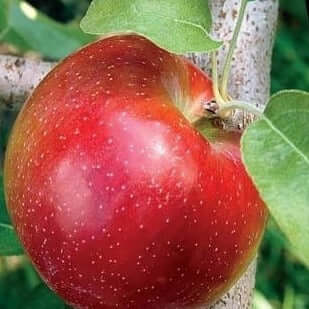 Liberty Apple Tree