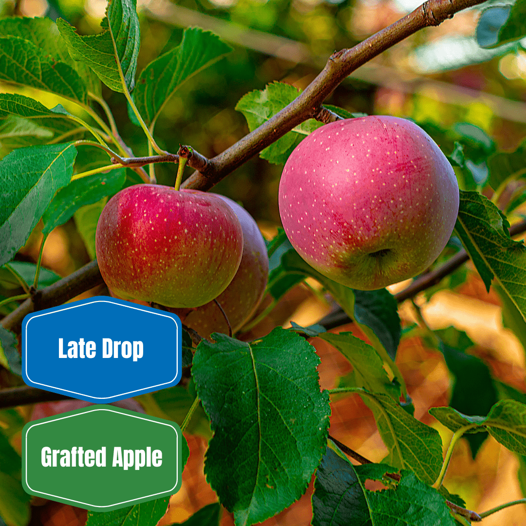 Liberty Apple Tree