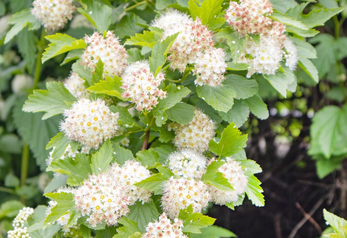 Ninebark