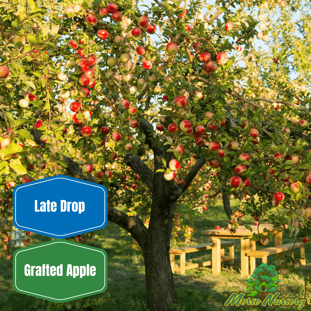 Pink Lady Apple