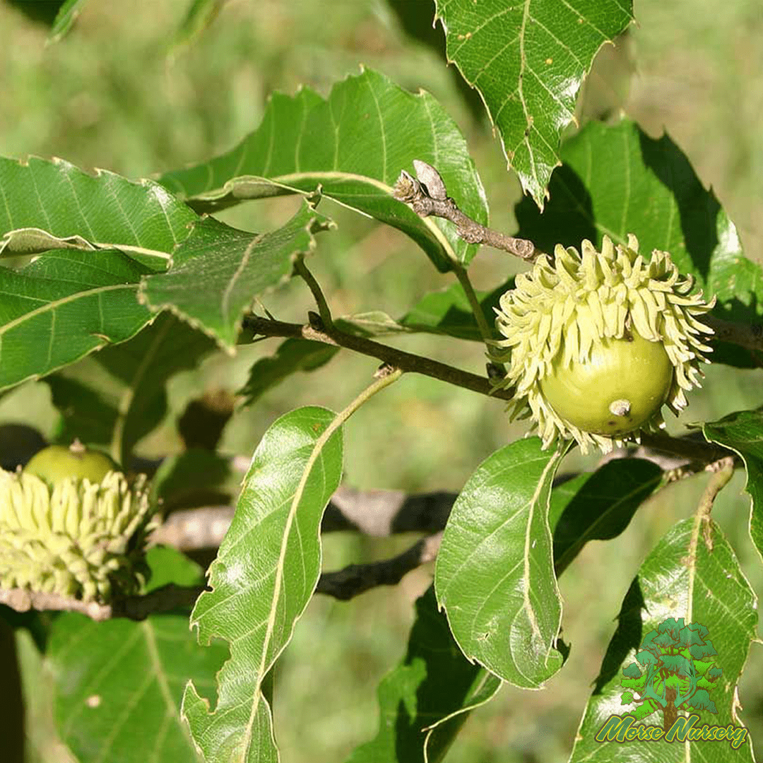 Sawtooth Oak "Cold Hardy Michigan Strain"