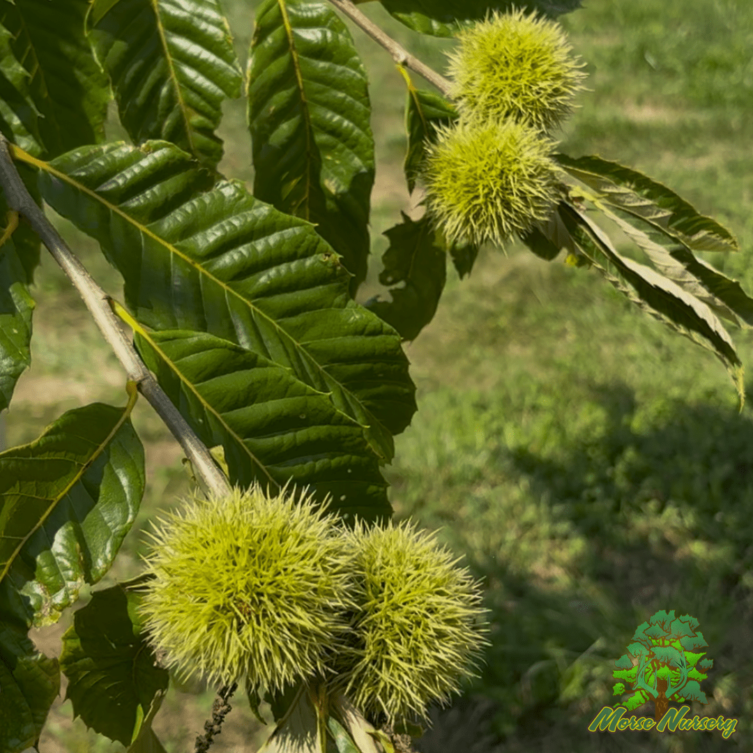 September Drop American Hybrid Chestnut Tree