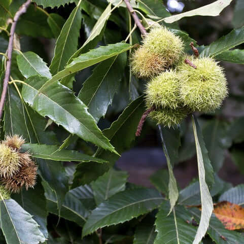 September Drop American Hybrid Chestnut Tree