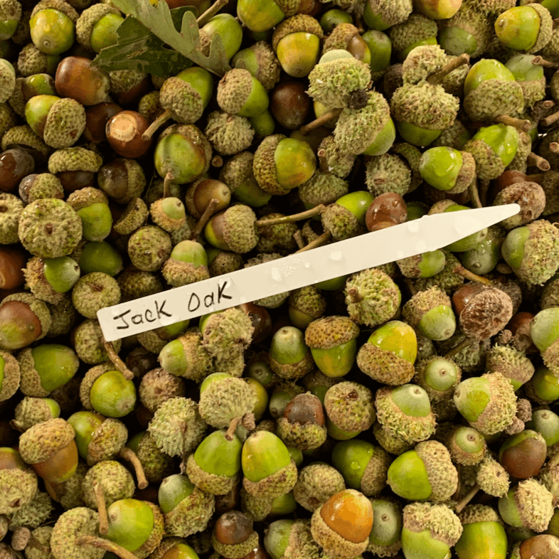 Jack Hybrid Oak (Quercus jackiana)