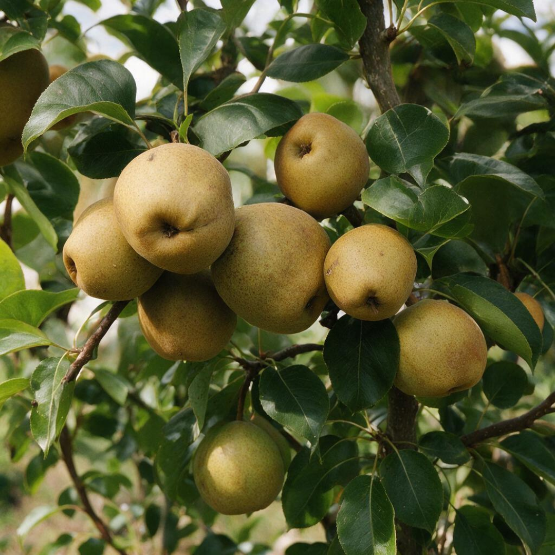 Turnbull Pear