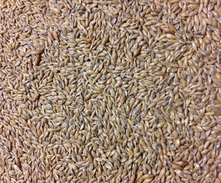 CaveNRock Switchgrass 5 Lbs. (1/2 Acre) Domain Outdoor