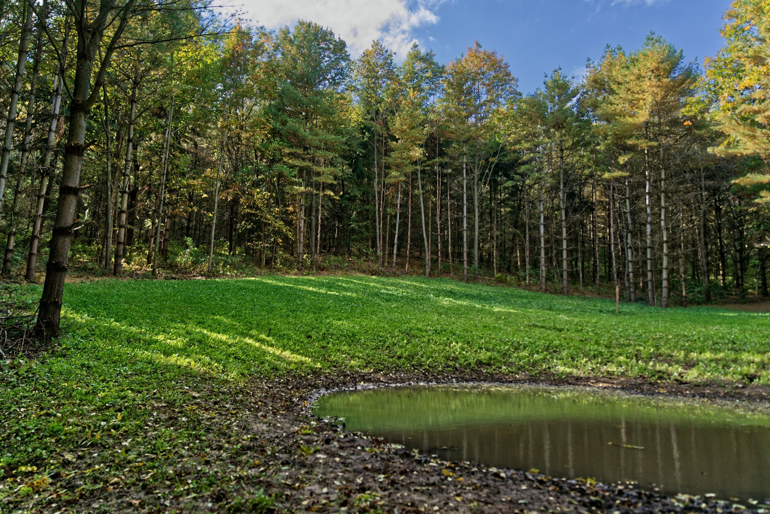 Hot Chic™ Food Plot Seed - Domain Outdoor