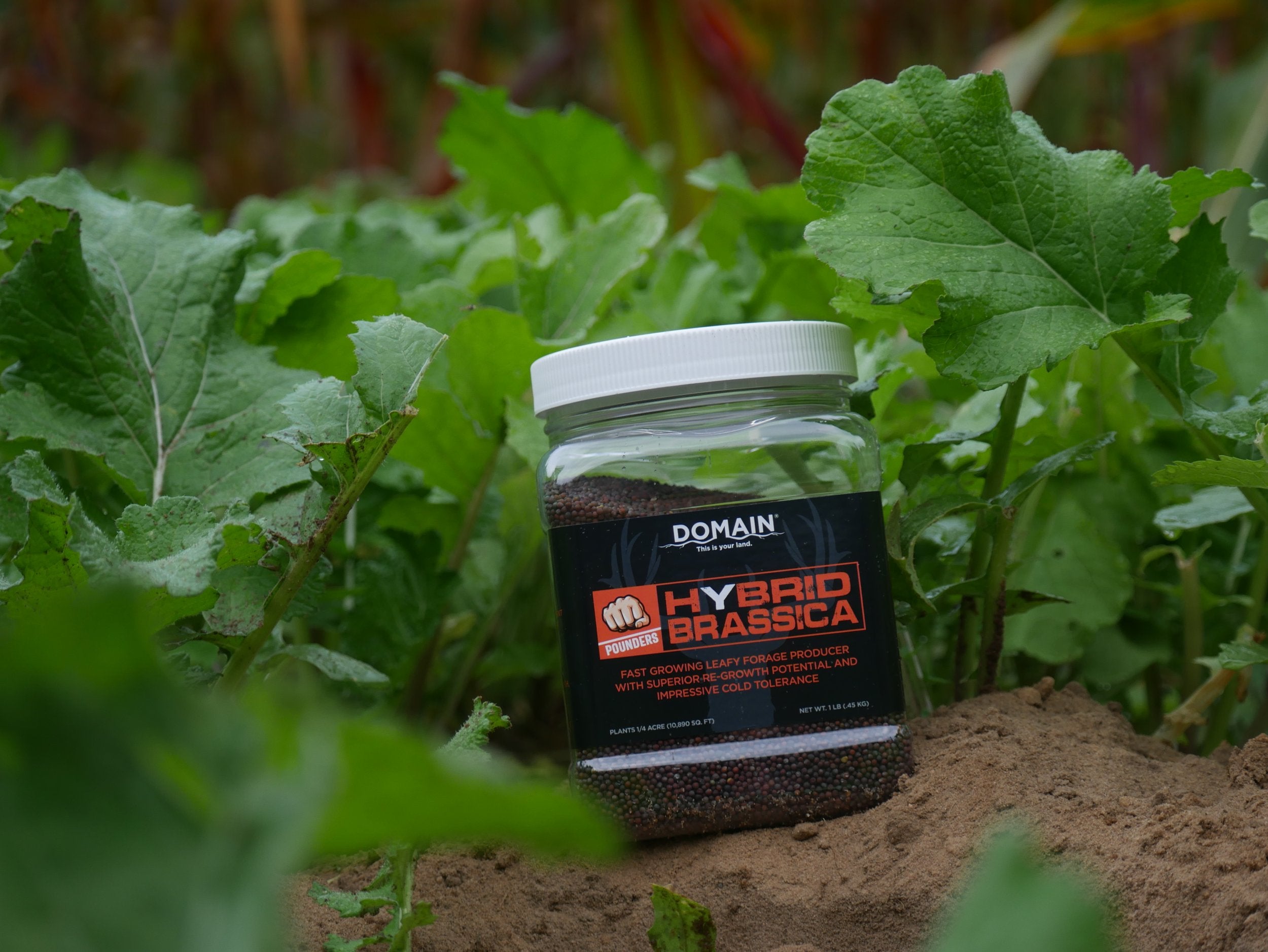 Domain Pounder – Hybrid Brassica Food Plot Seed - Domain Outdoor