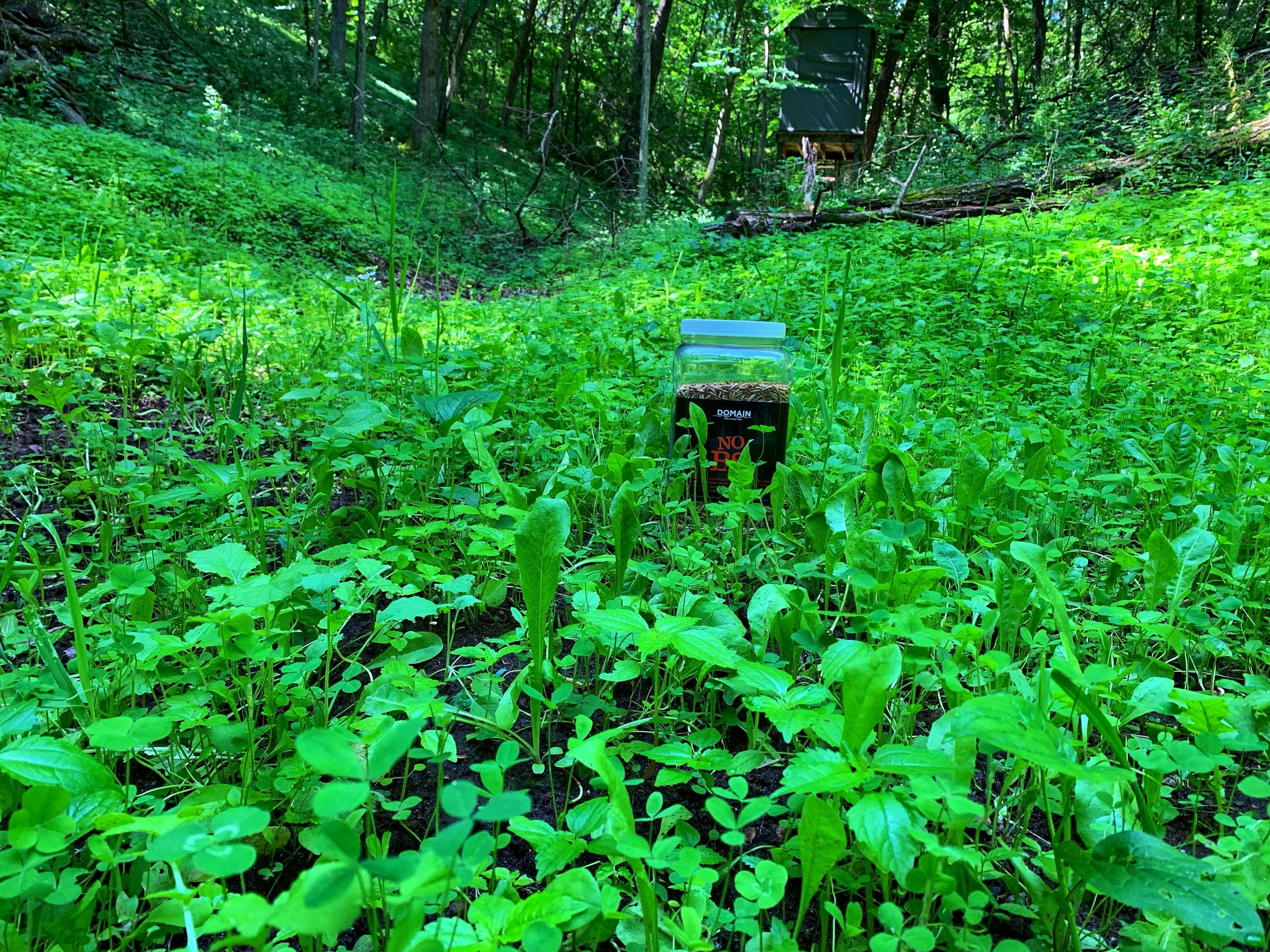 best food plot seed to plant in september No BS™ Food Plot Seed