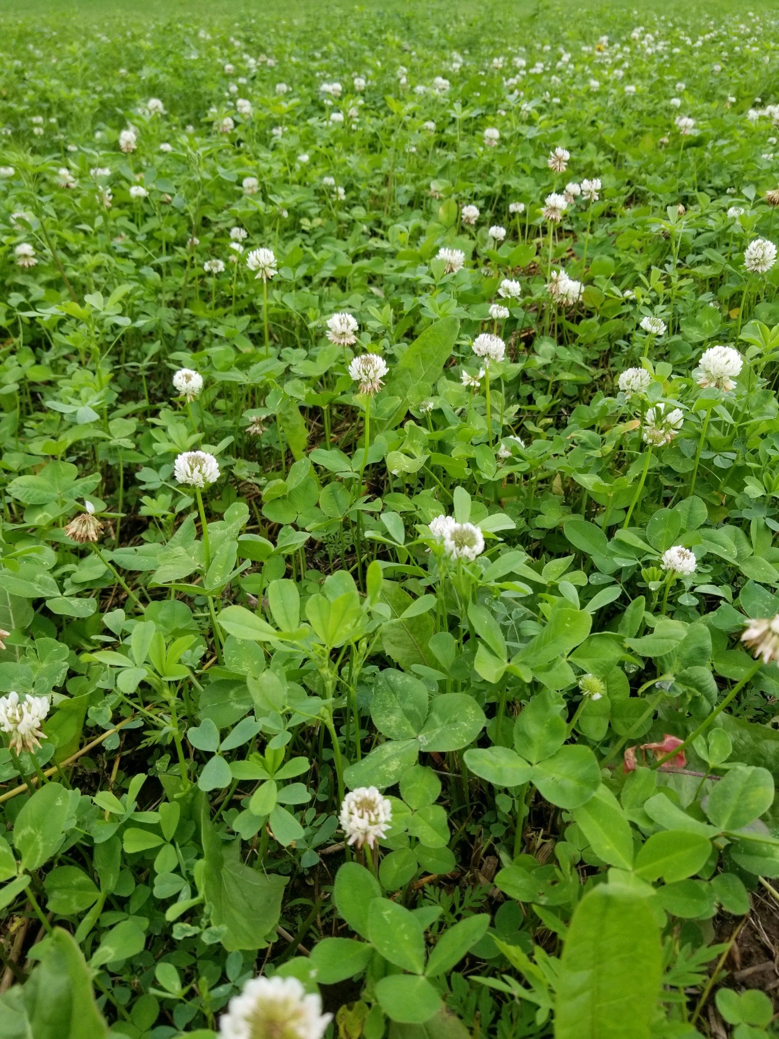 California'S Comeback Kid: Alex Padilla'S Strategy For Success - r92zryn